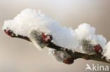 Hybrid Willow (Salix x reichardtii)