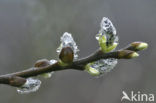 Boswilg (Salix caprea)