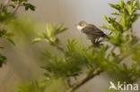 Lesser Whitethroat (Sylvia curruca)
