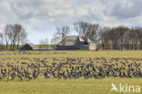 Brandgans (Branta leucopsis)