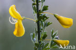 Broom (Cytisus scoparius)