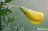 Broom (Cytisus scoparius)