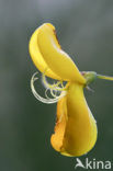 Broom (Cytisus scoparius)