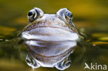 Common Frog (Rana temporaria)