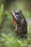 Bruine kikker (Rana temporaria)