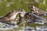 Common Frog (Rana temporaria)