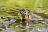 Common Frog (Rana temporaria)