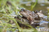 Common Frog (Rana temporaria)