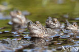 Common Frog (Rana temporaria)