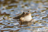 Common Frog (Rana temporaria)