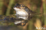 Bruine kikker (Rana temporaria)