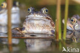 Bruine kikker (Rana temporaria)