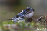 Bruine kikker (Rana temporaria)