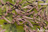 Bruine kikker (Rana temporaria)