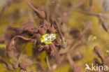 Bruine kikker (Rana temporaria)