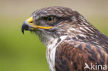 Buizerd (Buteo buteo)