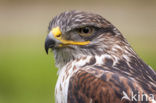 Buizerd (Buteo buteo)