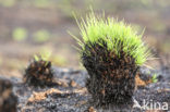 Grey Hair-grass (Corynephorus canescens)