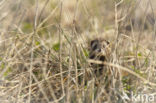 Bunzing (Mustela putorius)