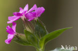 Red Campion (Silene dioica)