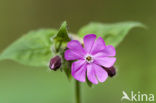 Dagkoekoeksbloem (Silene dioica)