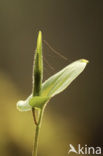 Dalkruid (Maianthemum bifolium)