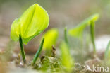 Dalkruid (Maianthemum bifolium)