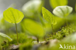 Dalkruid (Maianthemum bifolium)