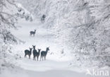 Fallow Deer (Dama dama)