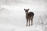 Fallow Deer (Dama dama)