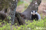 Badger (Meles meles)