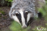 Badger (Meles meles)