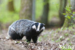 Badger (Meles meles)