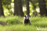 Badger (Meles meles)