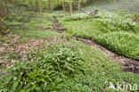 Ramsons (Allium ursinum)