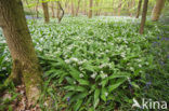 Daslook (Allium ursinum)