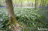 Daslook (Allium ursinum)