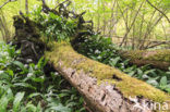 Ramsons (Allium ursinum)