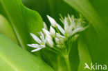 Ramsons (Allium ursinum)