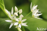 Daslook (Allium ursinum)