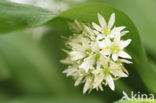 Ramsons (Allium ursinum)