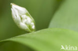 Ramsons (Allium ursinum)