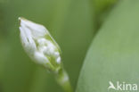 Ramsons (Allium ursinum)