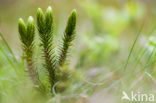 Fir Clubmoss (Huperzia selago)