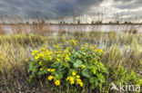 Dotterbloem (Caltha palustris)