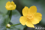 Dotterbloem (Caltha palustris)