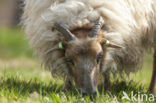 Drents heideschaap (Ovis domesticus)