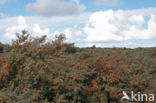 Sea-buckthorn (Hippophae rhamnoides)