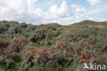 Sea-buckthorn (Hippophae rhamnoides)