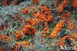 Sea-buckthorn (Hippophae rhamnoides)